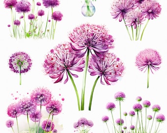 Aquarelle allium png - clipart allium, clipart floral, fleurs de printemps, fleurs lilas, fleurs violettes, clipart fleur