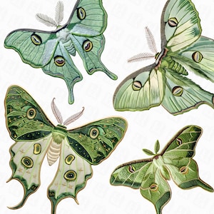 19 Embroidery Luna Moth png Clipart - digitale Motten Illustrationen mit transparentem Hintergrund
