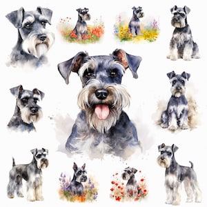 Aquarelle miniature schnauzer png - fleurs chien png, animaux mignons png, aquarelle schnauzer clipart, mignon chien clipart
