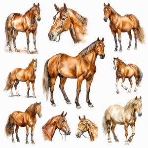 Watercolor horse png - horse head, horse clipart, cute horse images, farm animals png, country png, horse print, digital download