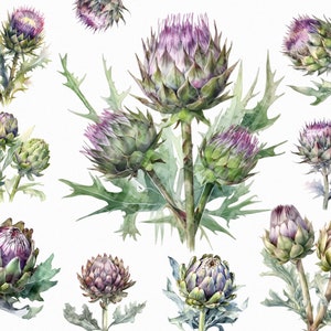 21 immagini di carciofo ad acquerello - grafica clipart di carciofo in fiore in formato jpg per uso commerciale