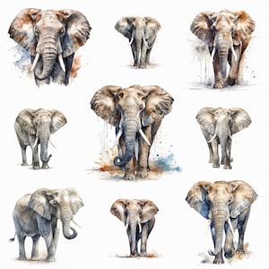 Elefante aquarela png - clipart de elefante - safari em aquarela - design de sublimação - download digital