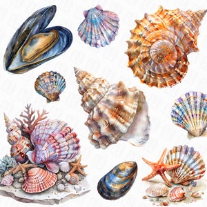 41 aquarel zeeschelp clipart, nautische zeeschelp png bundel, oceaan clipart, zee clipart - zeeschelp ontwerpen met transparante achtergrond