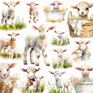 Collezione di clipart di agnello carino - ClipArt di pecora carina - Immagini di fattoria