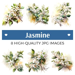 Jasmine Watercolor Digital, Jasmine Clipart & Image Files, Instant Download Art, 8 High Quality JPGs