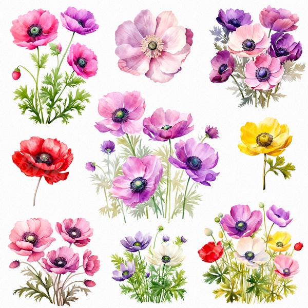 Watercolor anemone flower png - flower illustration, flowers clipart, wedding clipart, botanical clipart