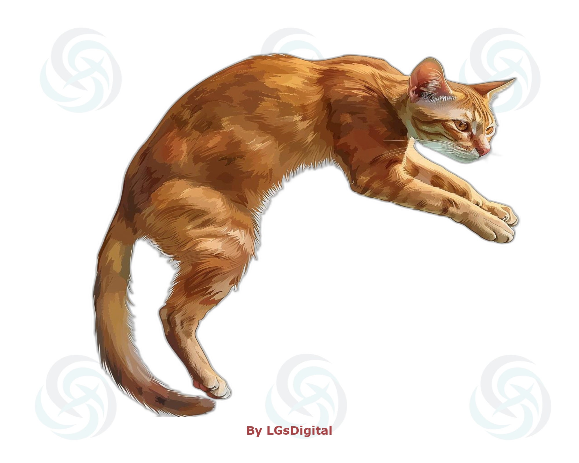 196 Abyssinian Clipart | Realistic Clipart | Transparent Background ...