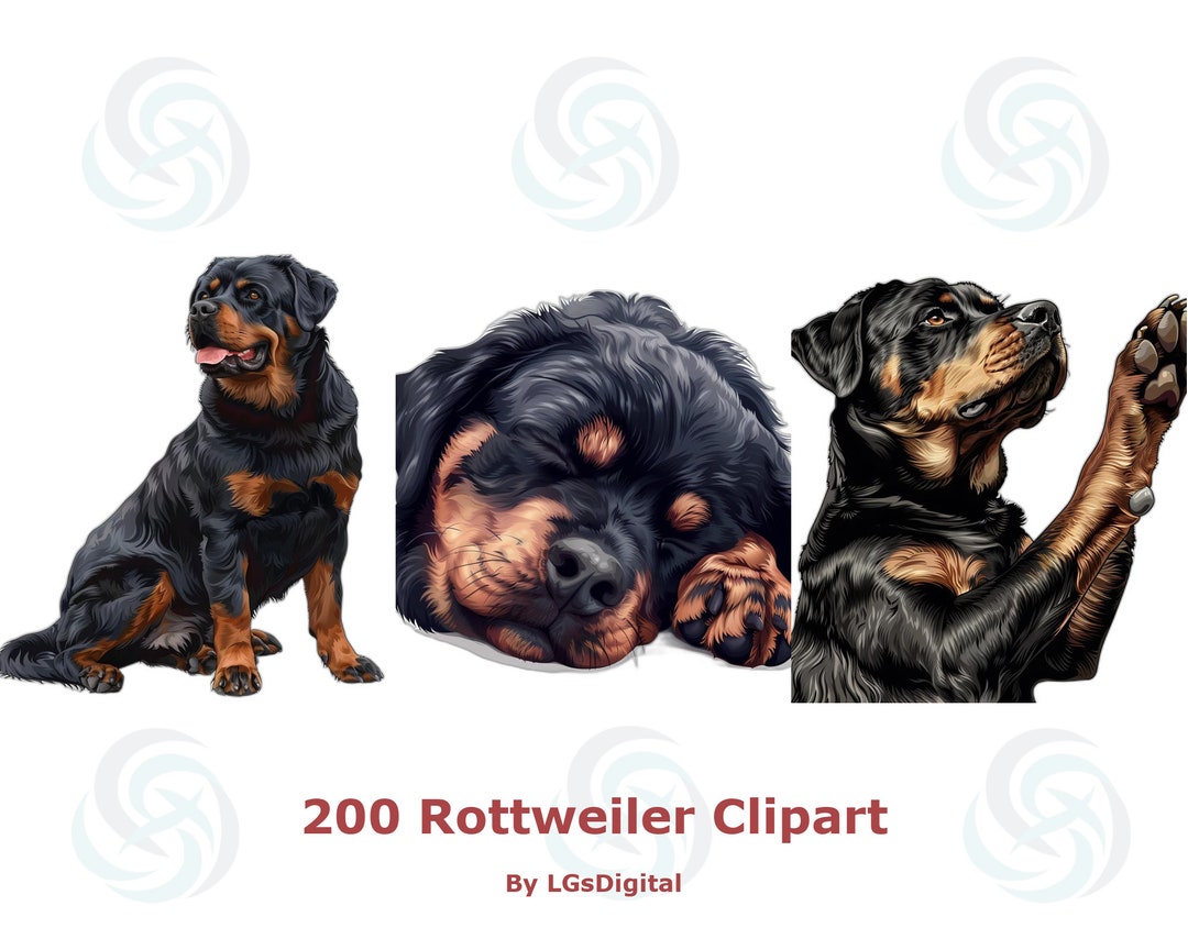 200 Rottweiler Clipart | Realistic Clipart | Transparent Background ...