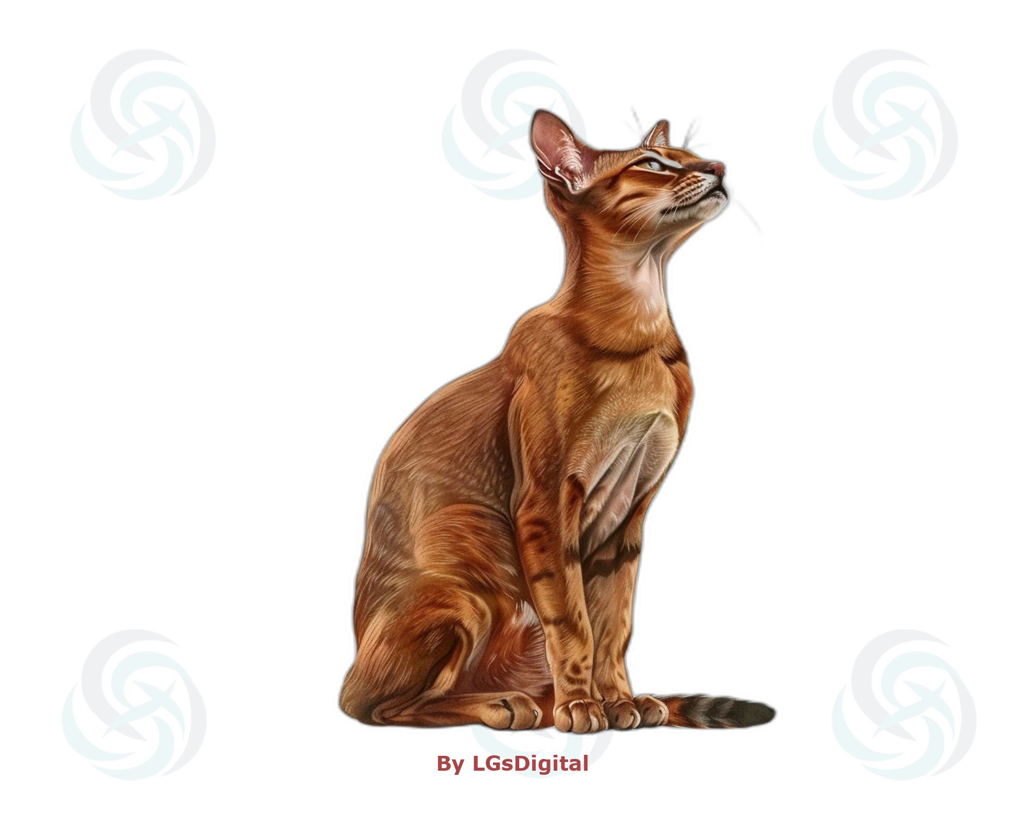 196 Abyssinian Clipart | Realistic Clipart | Transparent Background ...