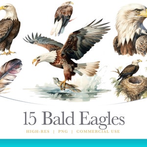 Watercolor Bald Eagle Clipart, digital graphics for commercial use instant download