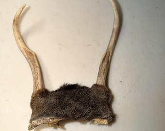 Whitetail hertengewei
