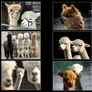 Alpaca photos, Alpaca greeting cards, photo note cards, photo greeting art cards with envelopes