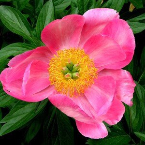 Flower wall art print, Flower photography print, Fine art flower photography, Flower photo botanical print
