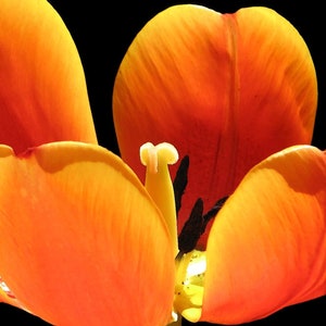 Flower wall art print, flower photography print, fine art flower photography, flower photo botanical print