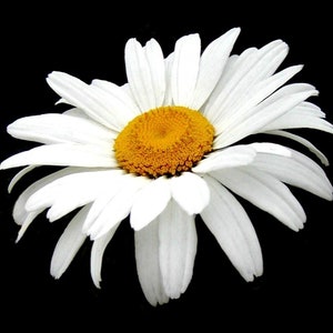 Daisy, Flower wall art print, flower photography print, fine art flower photography, flower photo botanical print