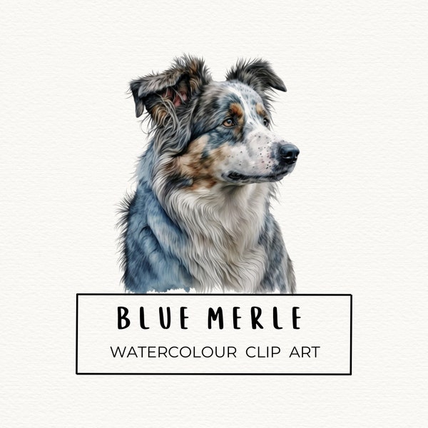 Blue Merle Border Collie Portrait | Watercolour Illustration Art | 300DPI PNG | Commercial use | Sublimation, Nursery Decor, Prints & More