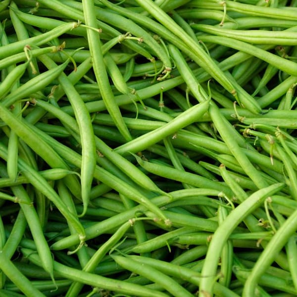 Strike Bush Bean Seeds | Early Harvest, Compact Variety