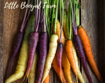 CARROT Rainbow Seeds