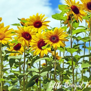 SUNFLOWER Giant Seeds | Drought Hardy | Bee Friendly | Heirloom Blooms | Easy to Grow | Easy Annual | Sunflowers