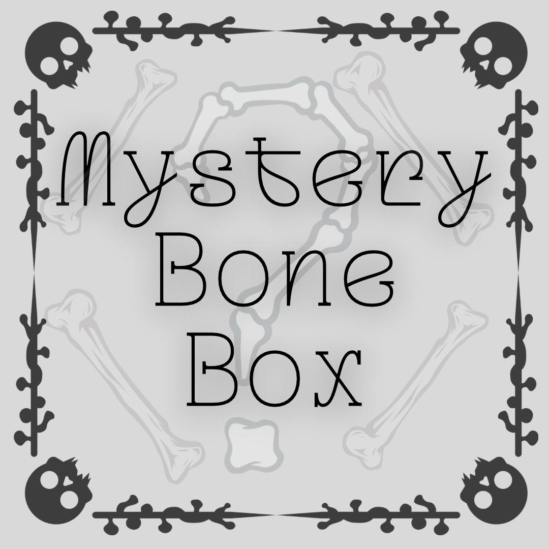 Mystery Bones - Curated Animal Bones and Oddities - Bone Collection  - Natural Curiosities and Bones - Handpicked Bone Mystery Box/Bag.