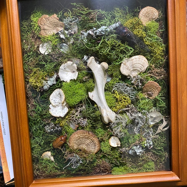 Forest Findings Shadow Box