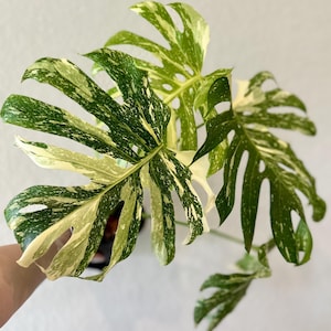 Creme brulee monstera, creme brulee Thai constellation, monstera creme brulee, rare plant, variegated specialty plant shop, large form