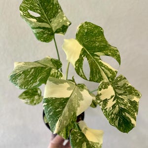 Creme brulee monstera, creme brulee Thai constellation, TWO plants one pot, rare plant, variegated specialty plant shop, large form, rare