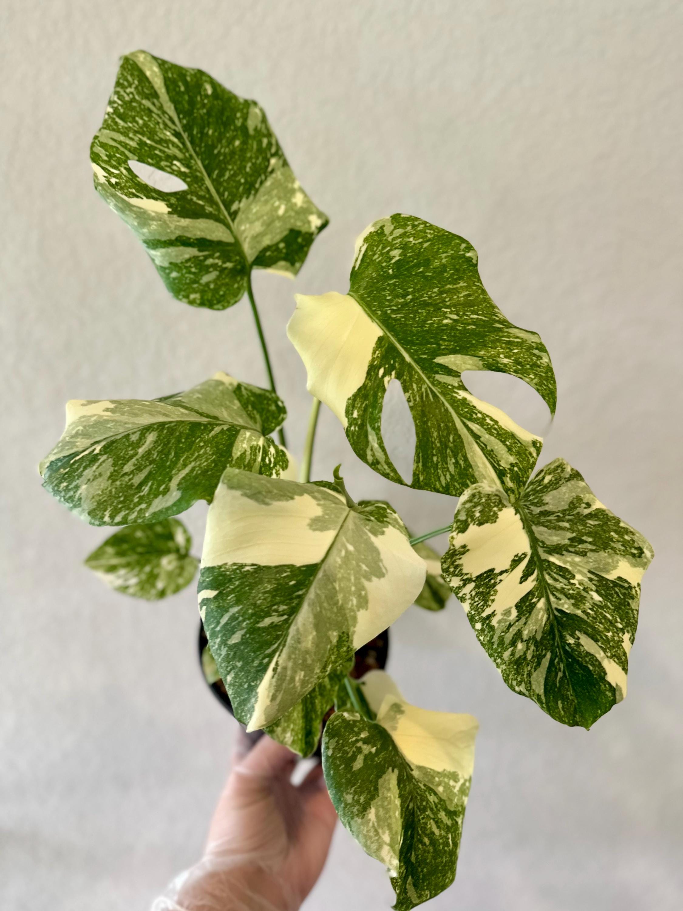 Creme Brulee Monstera, Creme Brulee Thai Constellation, TWO Plants