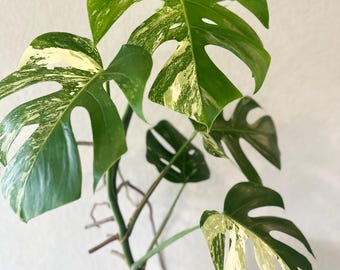 Variegated monstera albo, rooted plant, US seller, houseplant, variegated specialty plant shop, monstera,rare, monstera albo, half moon