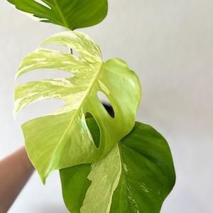 Variegated monstera albo, rooted plant, US seller, houseplant, variegated specialty plant shop, albo, monstera,rare, monstera albo, rare