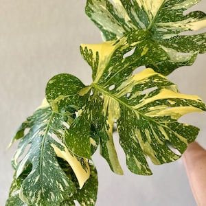 Creme brulee monstera, creme brulee Thai constellation, monstera creme brulee, rare plant, variegated specialty plant shop, large form