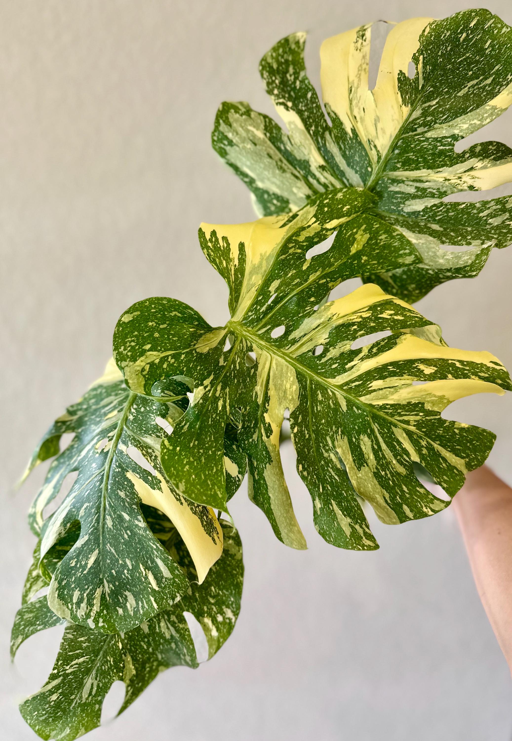 Monstera Creme Brûlée - thebasements.com