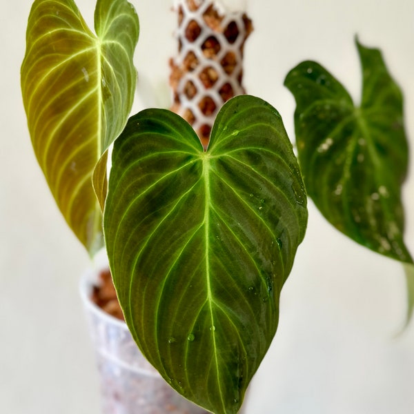 Philodendron splendid, moss pole, splendid, large leaves, rooted, rare, philodendron, climbing plant, variegated specialty plant shop