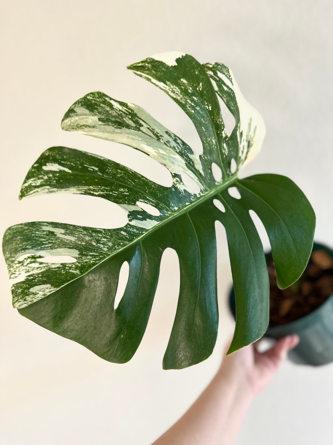 Variegated Monstera Albo, Half Moon, Rooted Cutting, Established Roots, US Seller and Grower