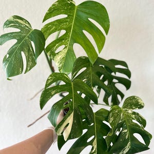 Variegated monstera albo, Austin area PICK UP ONLY, rooted plant, variegated specialty plant shop, albo, monstera,rare, monstera albo, rare