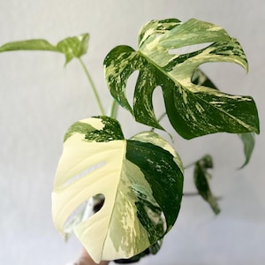 Variegated monstera albo, established plant, houseplant, high variegation, albo, monstera, rare, variegated specialty plant shop, rooted