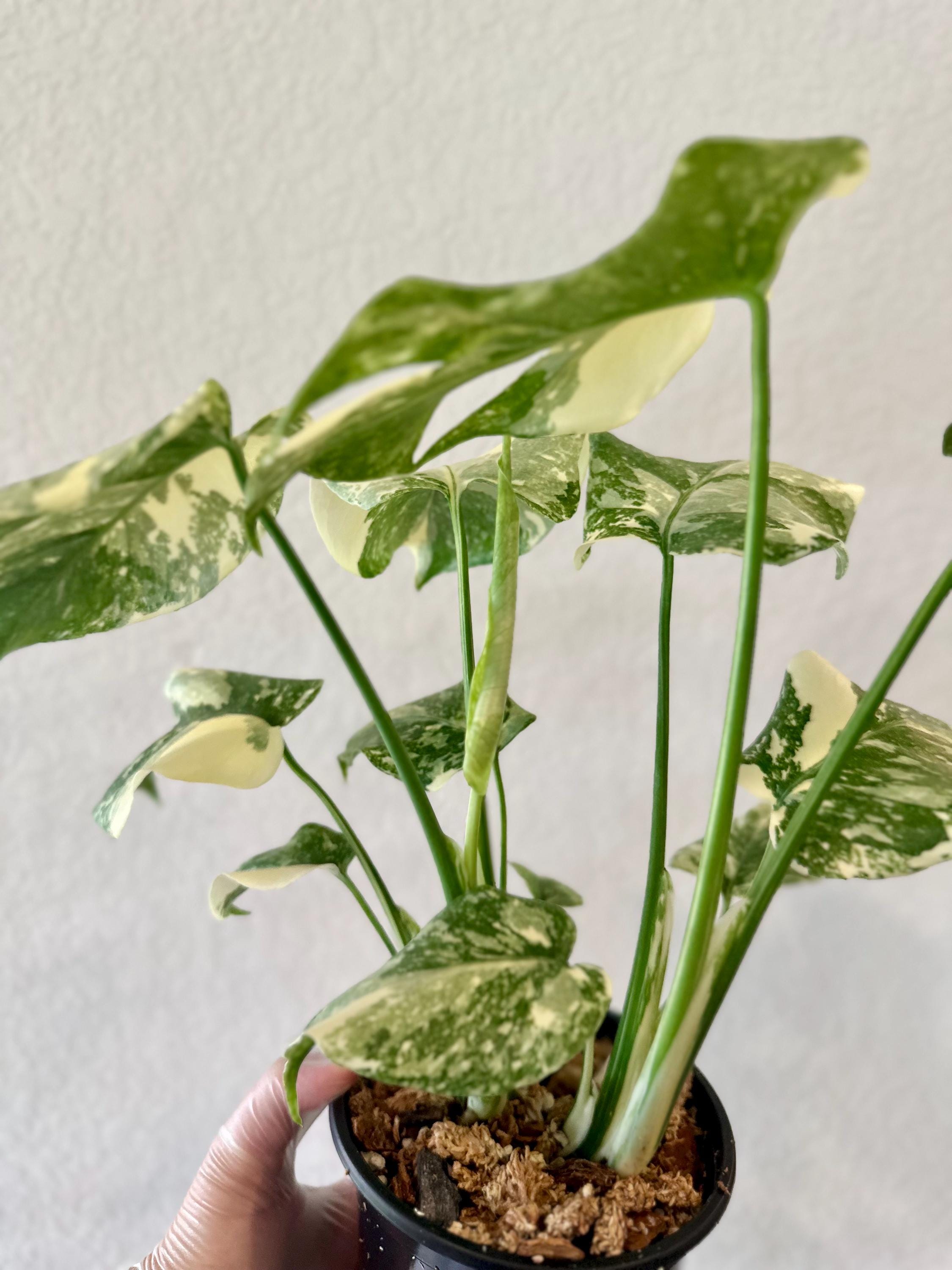 Creme Brulee Monstera, Creme Brulee Thai Constellation, TWO Plants