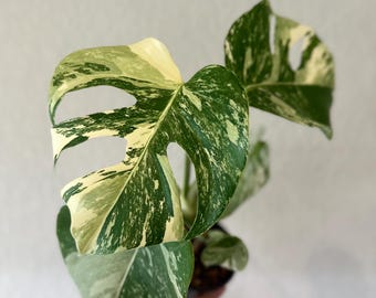 May include: Close-up of a variegated Monstera plant with large, split leaves. The leaves display a mix of green, white, and cream colors. The plant is in a small black pot, showcasing a popular houseplant.