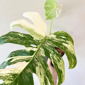 monstera albo, high variegation, rooted plant, US seller, rare, houseplant, albo, variegated specialty plant shop, variegated, monstera