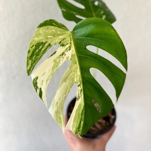 Variegated monstera albo, rooted plant, US seller, houseplant, variegated specialty plant shop, monstera,rare, monstera albo, half moon