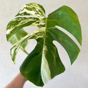 Variegated monstera albo, variegation, rooted and established plant, US seller, rare plant, houseplant, albo, variegated specialty shop