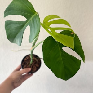 philodendron billietiae variegata steckling Philodendron billettiae High Variegation main image 0