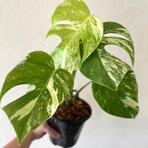 Variegated monstera albo, rooted plant, US seller, houseplant, variegated specialty plant shop, albo, monstera,rare, monstera albo, rare