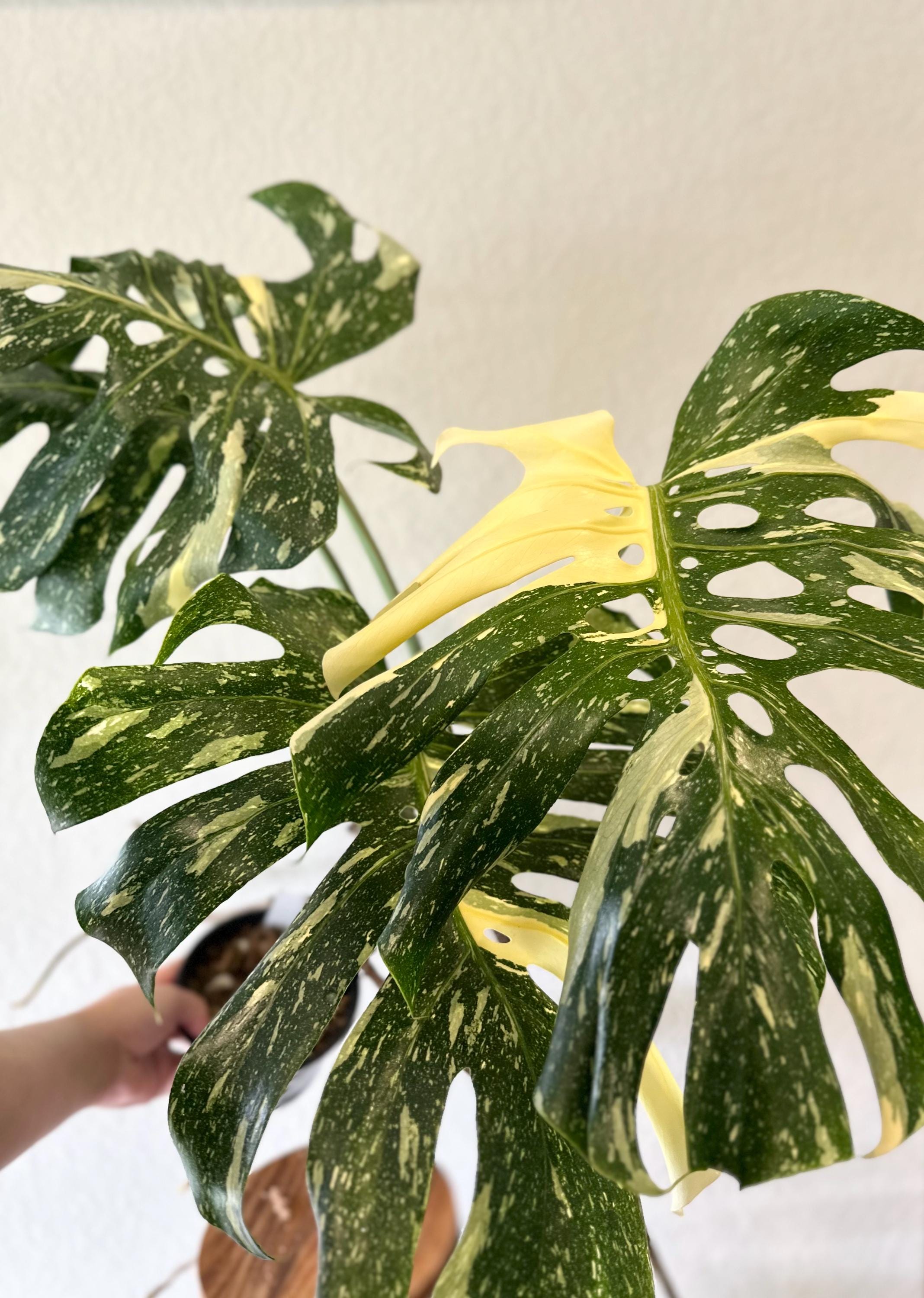 Large Form Monstera Xl - Etsy