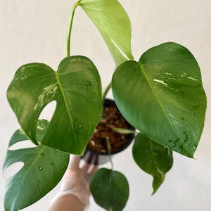 monstera albo, low variegation, rooted plant, US seller, rare, houseplant, albo, variegated specialty plant shop, variegated, monstera