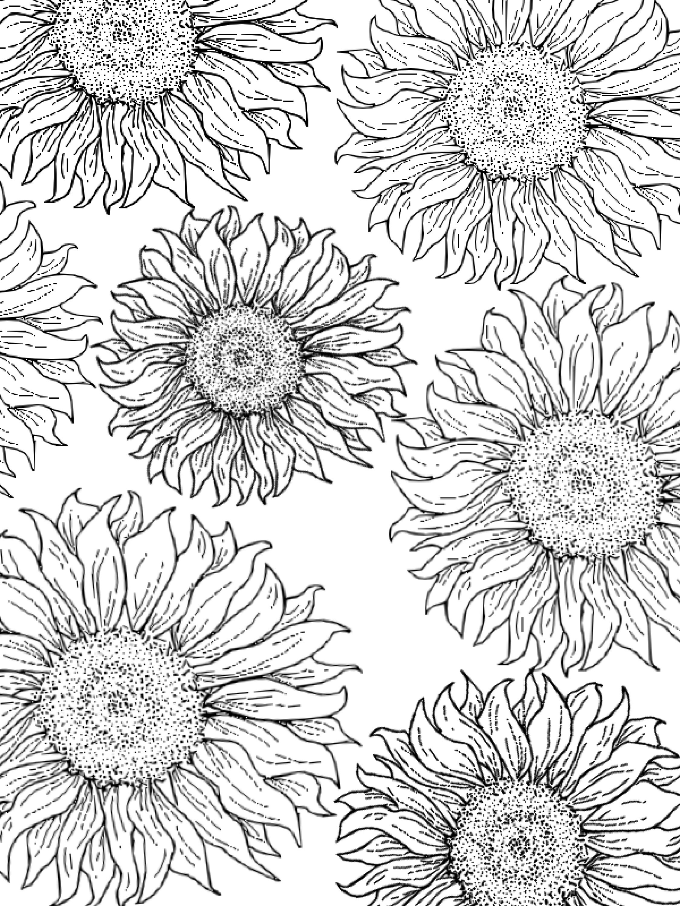 Sunflower Collage Print / Coloring Page Etsy
