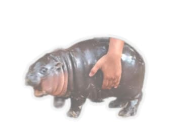 Moo Deng Baby Pygmy Hippo Meme Bite Biting Leg Sticker