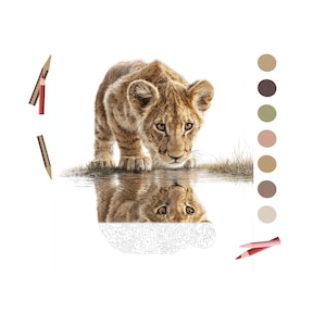 Baby Lion Color By Number for Adult, Paint by Number Printable,Wild Animal ,Sheets Digital Download,Advanced detailed Book| 1827