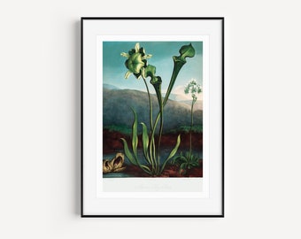 Flower art print for digital download, flower printable wall art, botanical wall art, vintage botanical wall art print, vintage flower art