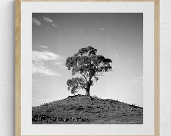Lone Gum Tree on a Rocky Knoll Photography Print, Rugged and Textured Australian landscape, original film photography, black and white